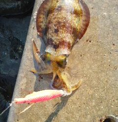 今日は静かな宮津、イルカのせい！？