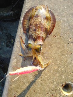 今日は静かな宮津、イルカのせい！？