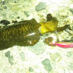 ナイターエギング