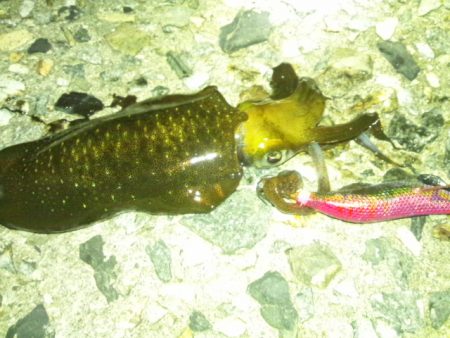 ナイターエギング