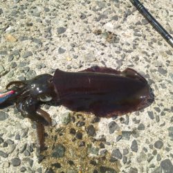 お昼休みにエギング