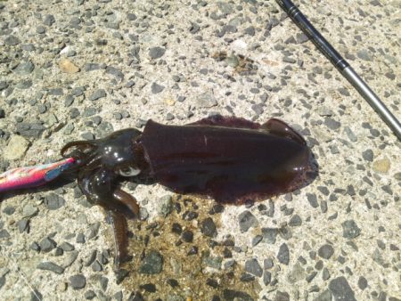 お昼休みにエギング