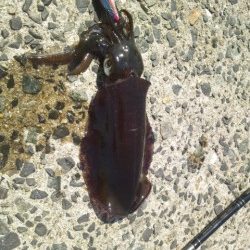 お昼休みにエギング