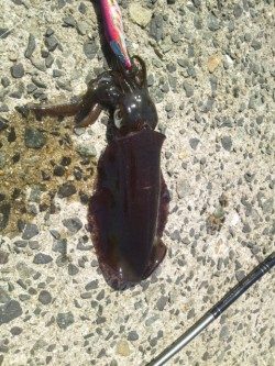 お昼休みにエギング