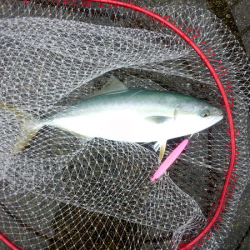 トップでハマチ