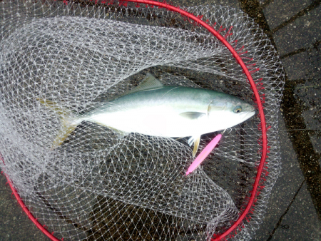 トップでハマチ