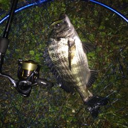微妙な３魚種