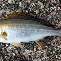 初イサキ～（＾＾）！