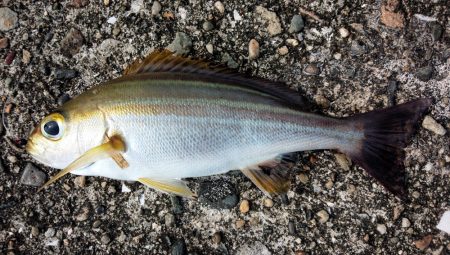 初イサキ～（＾＾）！