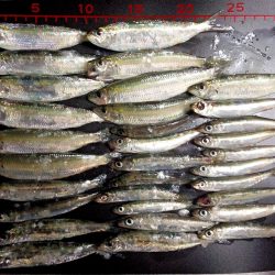 サビキ好調です！