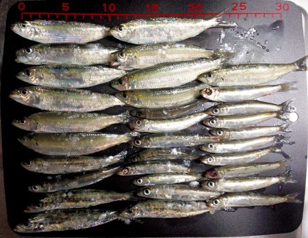 サビキ好調です！