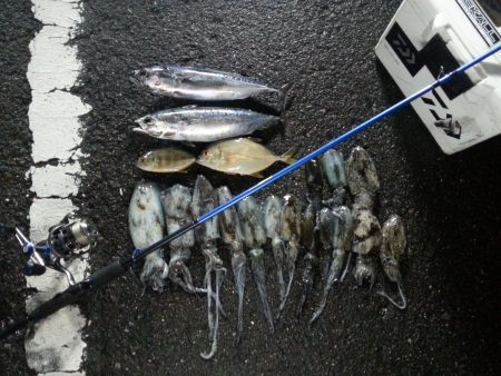 秋イカ開幕？？