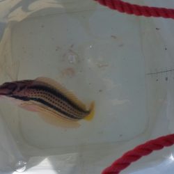 ちょい投げだぁーい