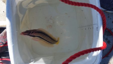 ちょい投げだぁーい