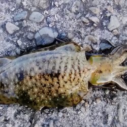 アオリイカ狙い