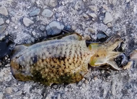 アオリイカ狙い