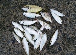 サビキでファミリーフィッシング！！