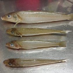 養老と栗田のアオリイカと獅子矢原のキス釣り