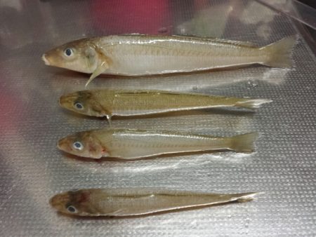 養老と栗田のアオリイカと獅子矢原のキス釣り…