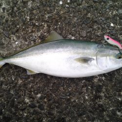 雨ニモマケズ、久々青物