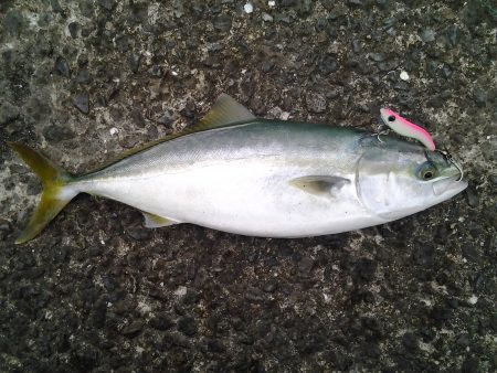 雨ニモマケズ、久々青物