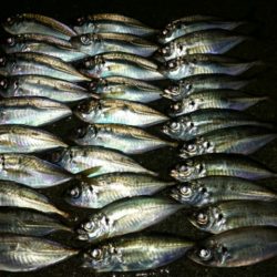 台風後アジ調査