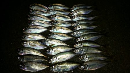 台風後アジ調査