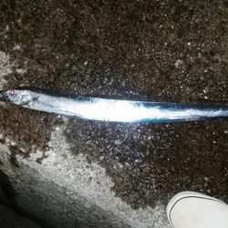 今年初タッチーー