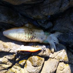 しぶしぶ秋烏賊速報