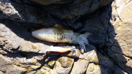 しぶしぶ秋烏賊速報