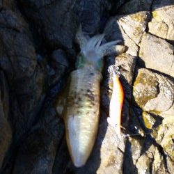 しぶしぶ秋烏賊速報