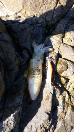 しぶしぶ秋烏賊速報