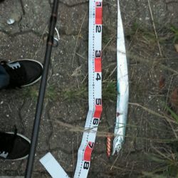 神戸空港の太刀魚