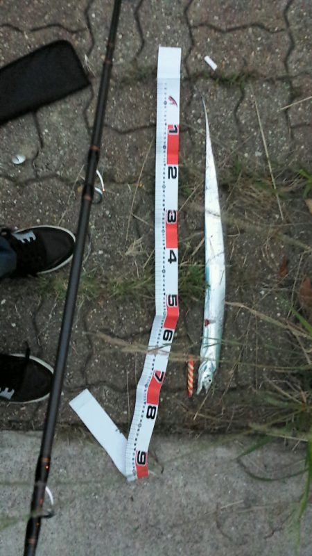 神戸空港の太刀魚