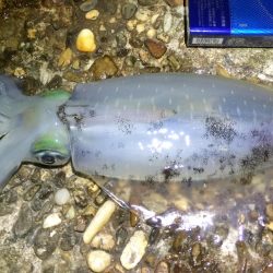 アオリイカ新子エギング