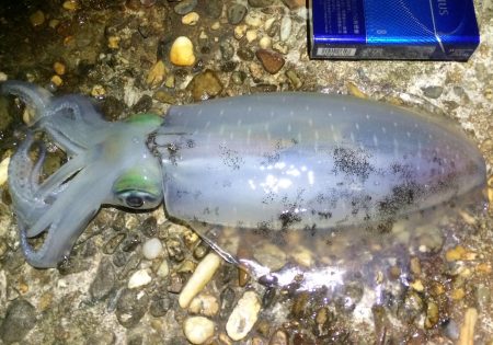 アオリイカ新子エギング