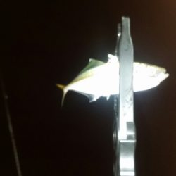 豆アジング改め小アジング♪