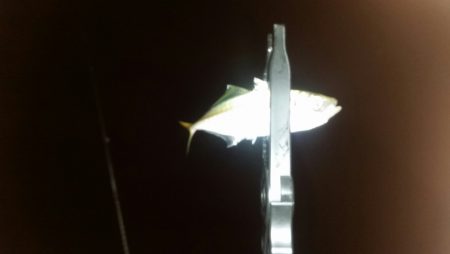 豆アジング改め小アジング♪