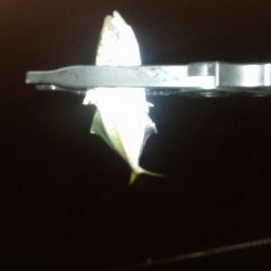 豆アジング改め小アジング♪