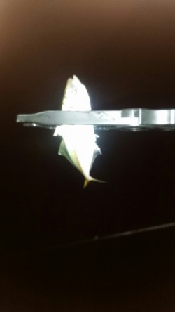 豆アジング改め小アジング♪