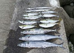 ☆サゴシ祭りでした☆