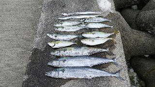 ☆サゴシ祭りでした☆