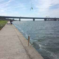 武庫川尻　サヨリとハゼの二本立て