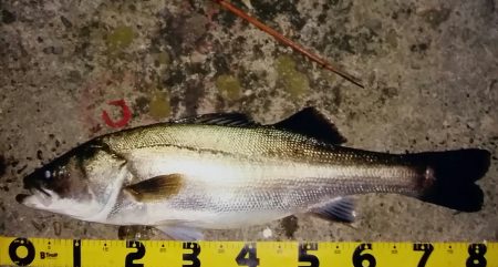 いいサイズなシーバス