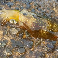 やっとの、天気回復を期待したが・・・。　サイズが☓
