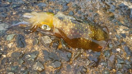 やっとの、天気回復を期待したが・・・。　サ…