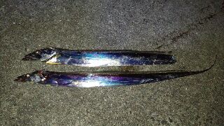 太刀魚GET！！
