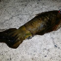 雨模様の調査・・・・。