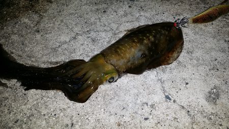 雨模様の調査・・・・。