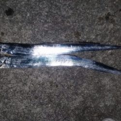 タチウオがキターー！